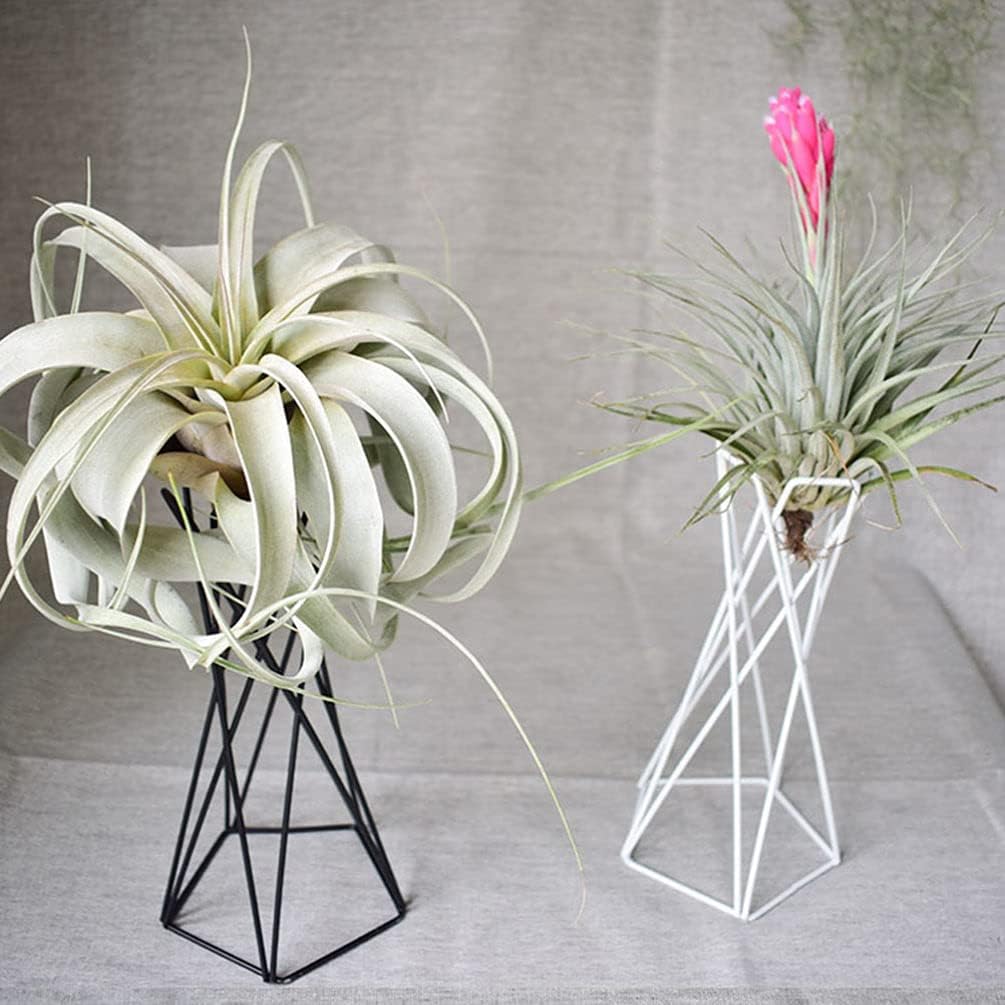 Hemoton 2pcs Air Plant Holder Iron Tabletop Air Plant Stands Containers Air Plant Racks Tillandsia Planter Display Racks Base Vase Pot Black White