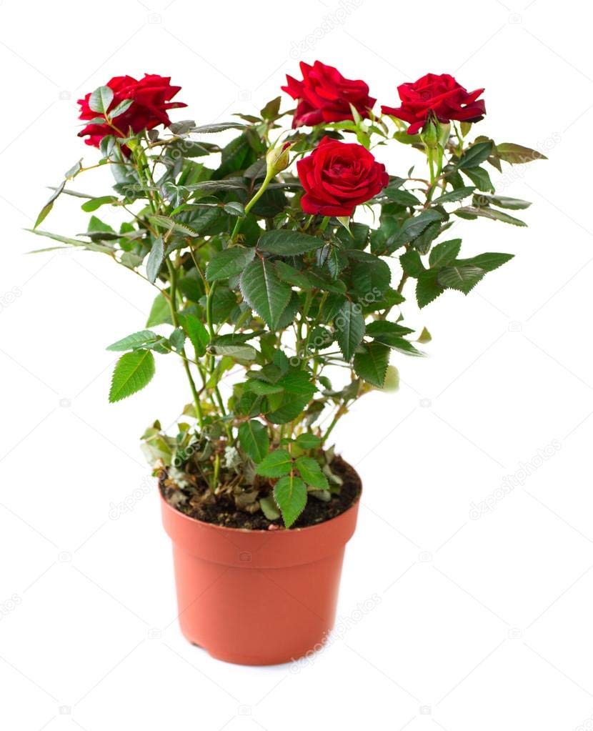 Green Paradise® Exclusive Live dutch rose Plant Without Pot (Red) (B0BQFBRTSN) Amazon Price History, Amazon Price Tracker