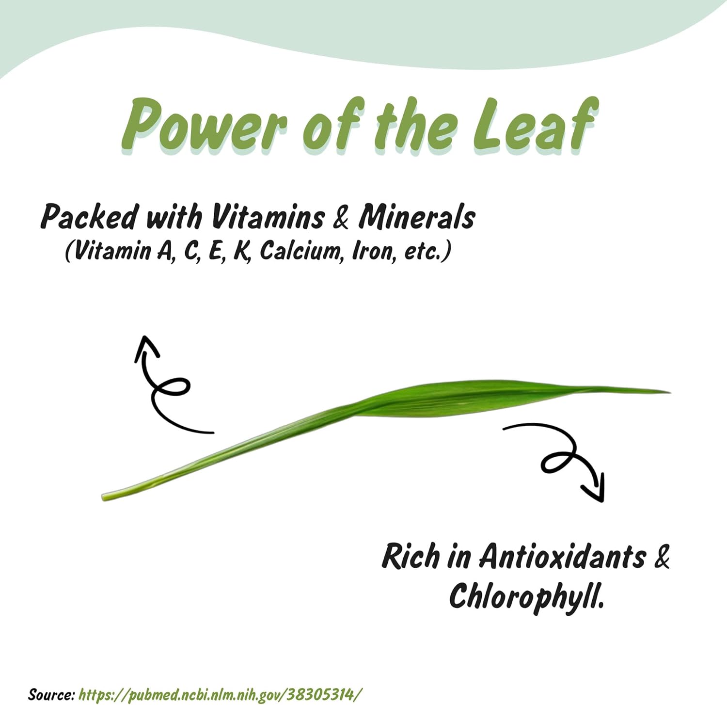 USDA Organic Wheatgrass Powder, Lab Tested for Heavy Metals, Resealable 4oz Pouch, Gehun Ka Ghas, Hierba de Trigo - Image 2