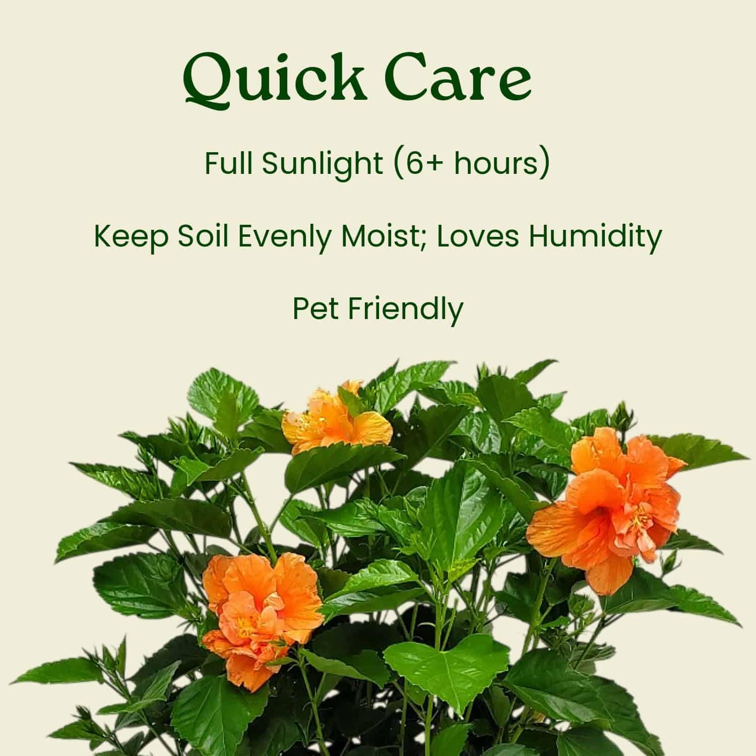 Amazon.com : Hibiscus Bush - Double Peach Flowering Plant Live