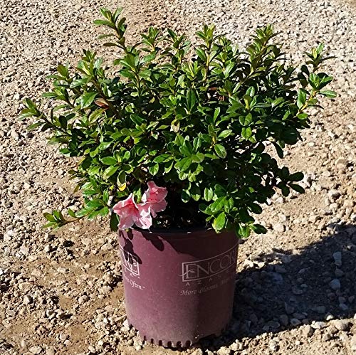 Encore Azalea Autumn Sunburst (1 Gallon) Coral - Pink Flowering Shrub - Full Sun Live Outdoor Plant,Multi-Color (Pink/White) #TOP3