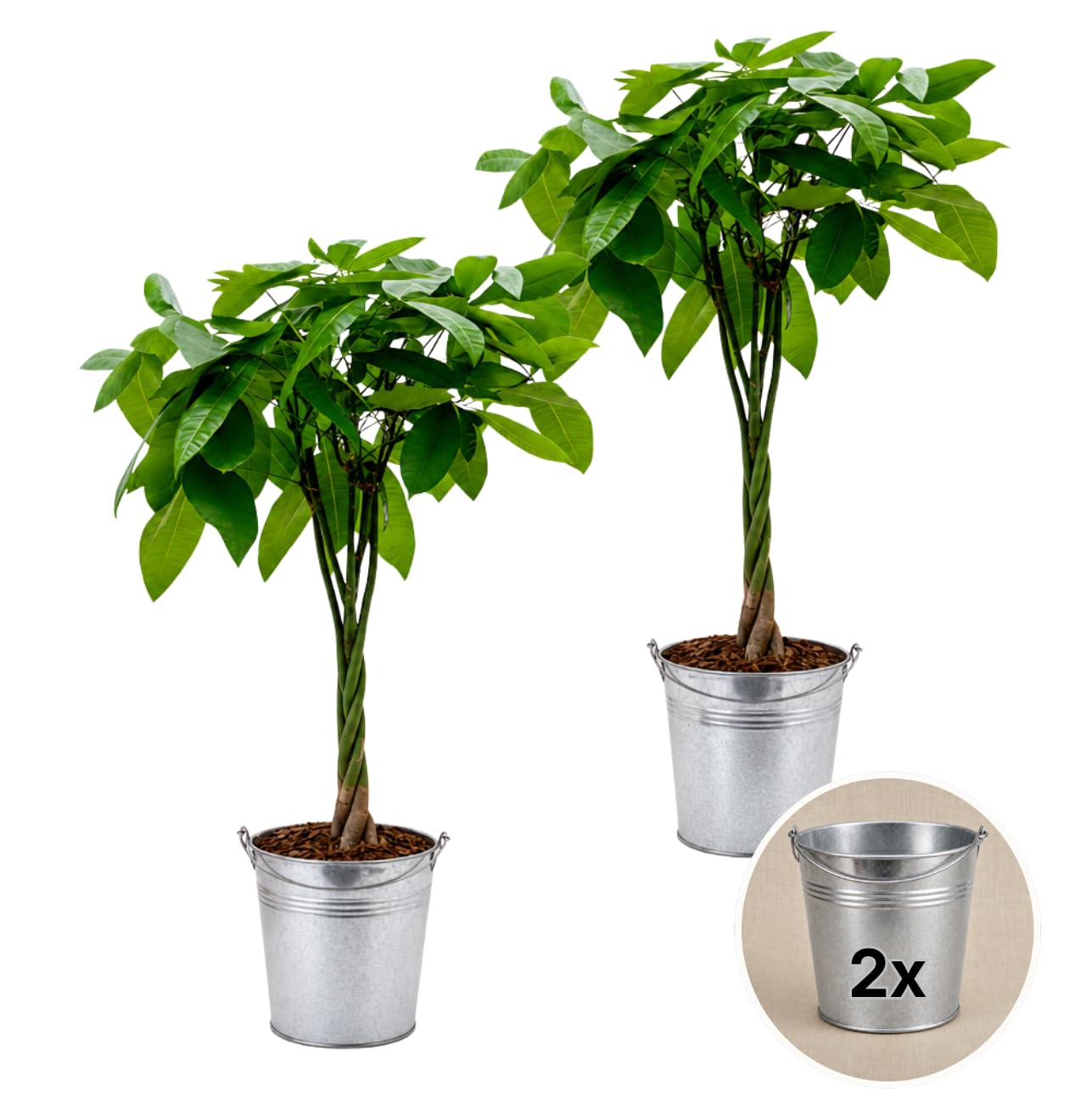 Pflanze Plus | Glückskastanie (Pachira aquatica) | 1er–3er-Set | Ohne Topf, im Seegraskorb oder Zinktopf | Pflegeleichte Zimmerpflanze