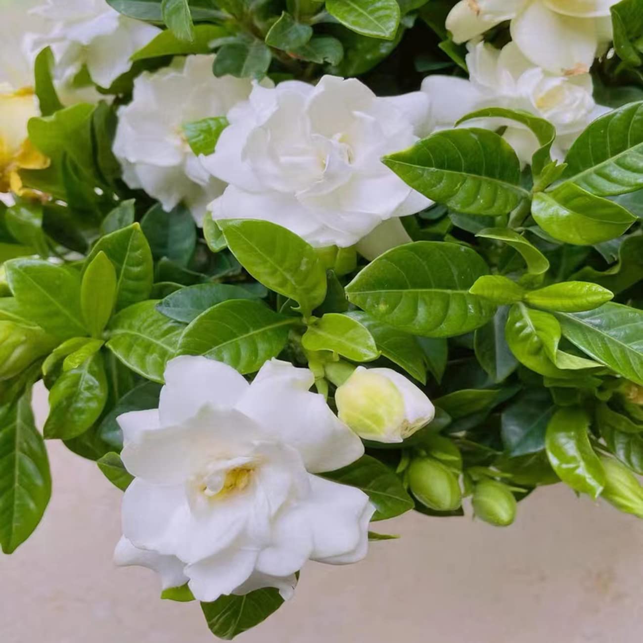 Amazon.com : 200+ Gardenia Seeds Cape Jasmine Flower Seed for Home