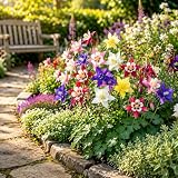 Sweet Caroline Columbine Flower Bulbs – 10 Bulb Collection – Mixed Pink, Purple, Red, White & Yellow Blooms – Perennial Aquilegia – Attracts Butterflies, Bees & Hummingbirds – EasyGrow Garden Flowers