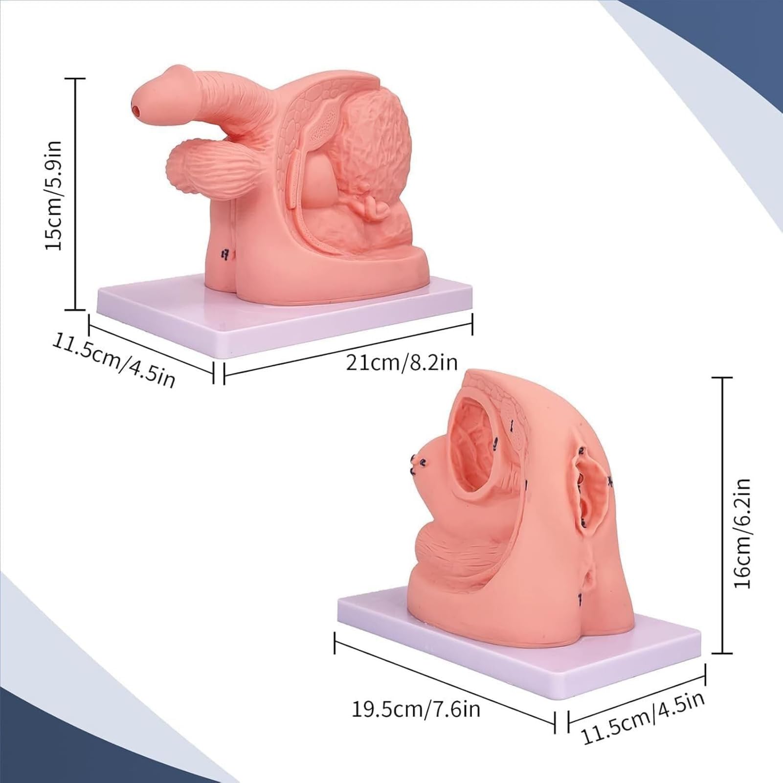 Générique Modèle de cathétérisme masculin et féminin 2 pièces, organes génitaux internes et externes, modèle anatomique en PVC pour la pratique infirmière, adapté à l'enseignement clinique