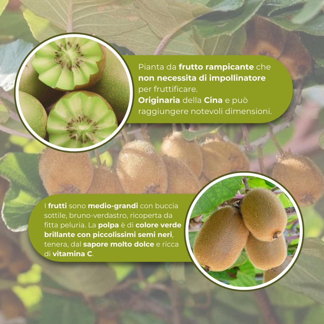 Vivaio Garden Forest Pianta di Kiwi Actinidia Chinensis, Pianta Autofertile, Pianta di Kiwi, Pianta reale, Pianta rampicante, Cina, Sapore dolce, Frutta ricca di Vitamina C, Vaso 18cm, H180cm
