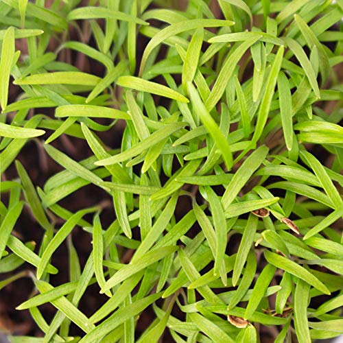 Bouquet Dill Herb Garden Seeds - 500 Mg Packet ~400 Seeds - Non-Gmo, Heirloom Herbal Gardening & Microgreens Seeds - Anethum Graveolens #TOP3