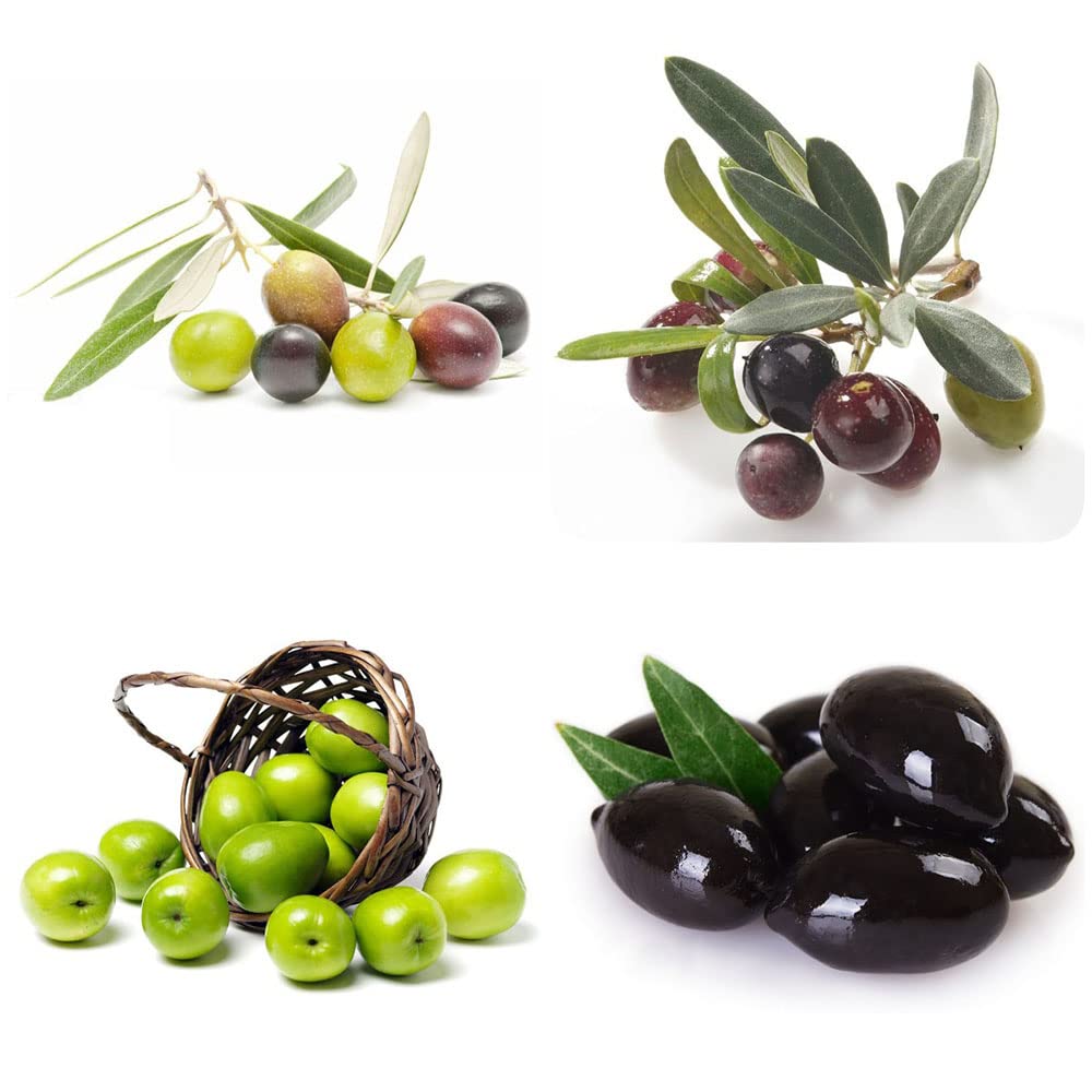 Oliven Samen Winterhart Olivenbaum - Olea Europaea - Olivenbume Pflanzen  Anzucht Garten, Winterharte Pflanzen, Geschenke Baumsamen Balkongarten  Geschenke Garten - 20 Stck : Amazon.de: Garten