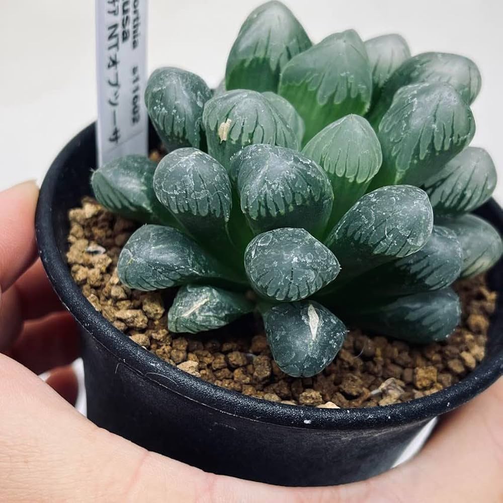 多肉植物　ハオルチア　オブツーサ Amazon｜多肉植物：ハオルチア NTオブツーサ*｜観葉植物 オンライン通販