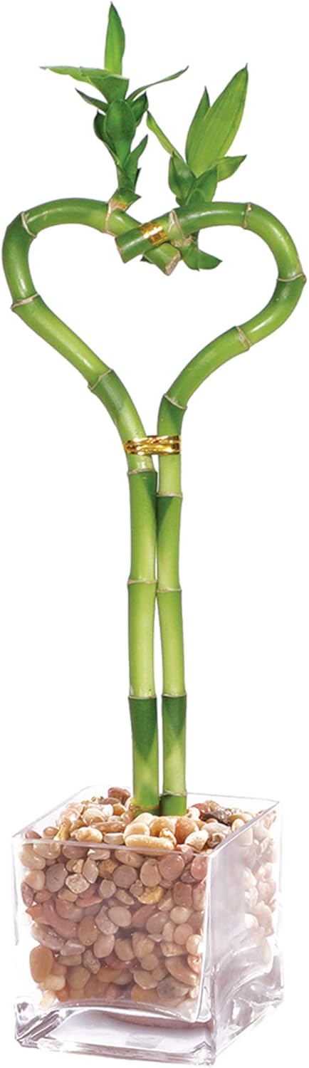Brussel's Live Lucky Indoor Bamboo - Heart Shaped - 4 Years Old; 14" to 16" tall with Red Decorative Rocks in 4" Container