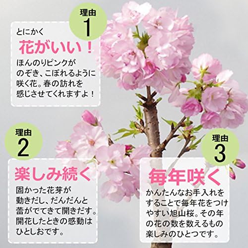 【秋から冬は落葉します】桜・・・そう聞くだけで心和む景色を貴方のもとへ【桜（旭山桜）の苔玉・くらま器・敷石セット】 【通夜】 (敷石の色（白色