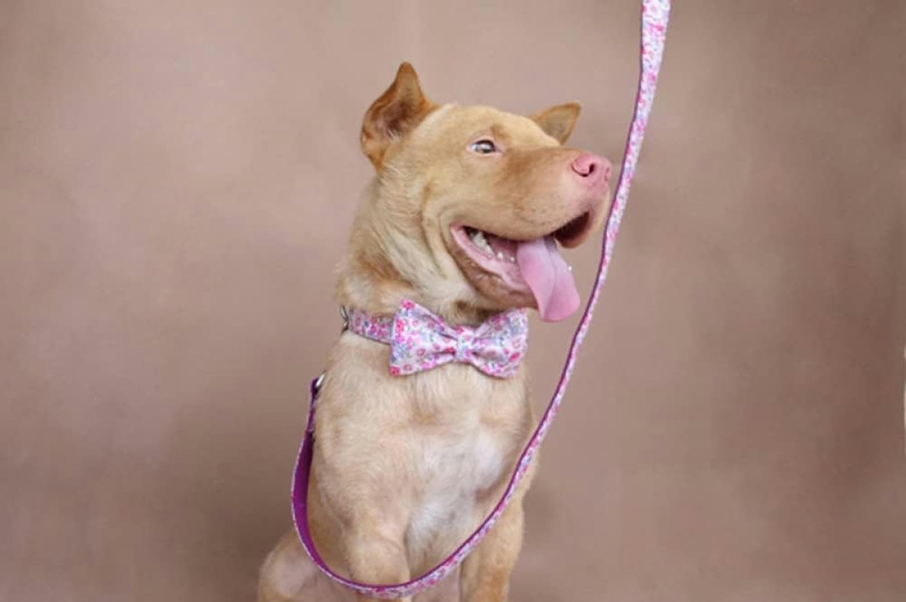 personalisiertes besonderes Hundehalsband, Hundehalsbänder und -leinen im kreativen Stil, 5 Größen - Halsband mit Fliege und Leine - XL