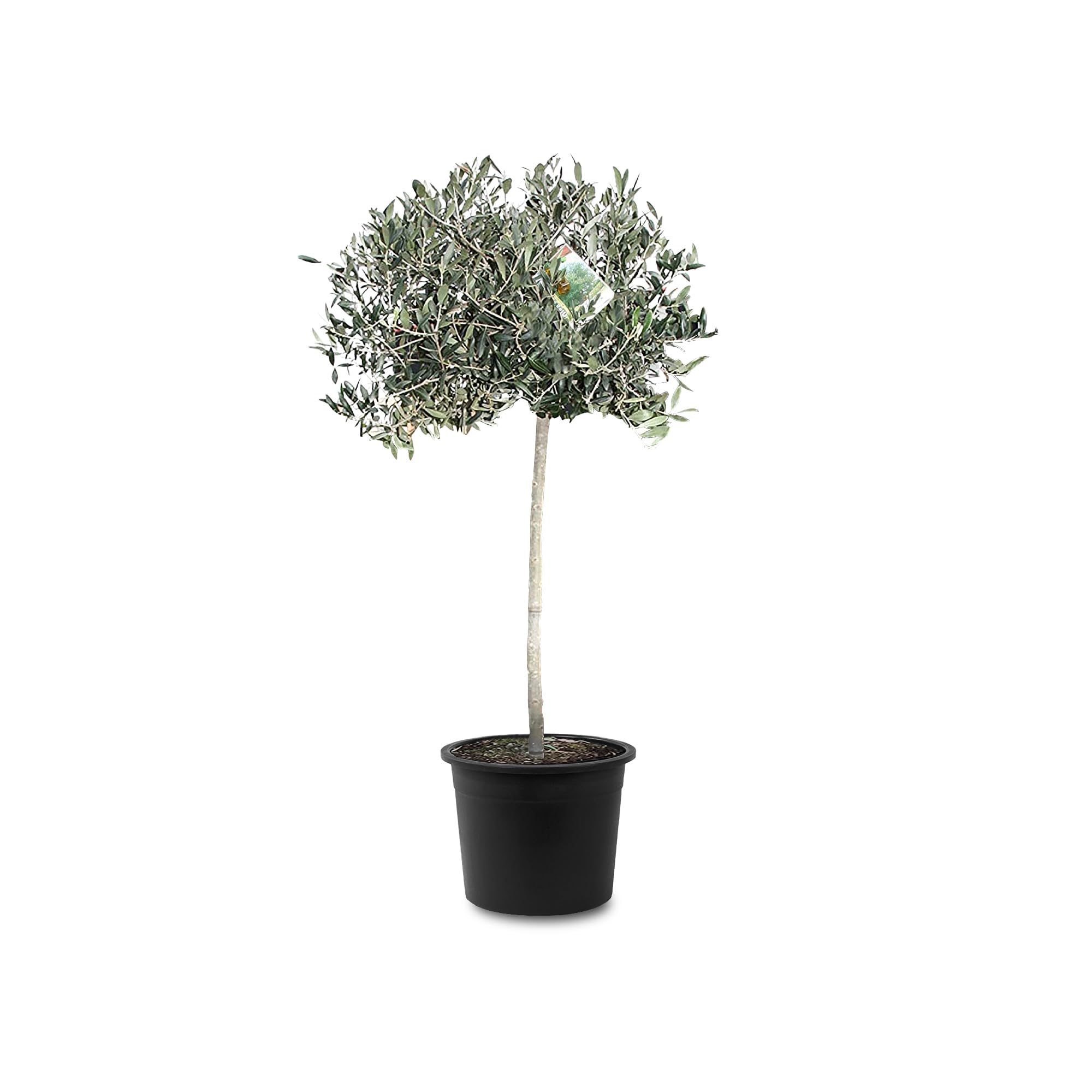 olivenbaum holz kaufen Olivenbaum  Olea europaea Hojiblanca (Pon Pon) (Vita) (C2)