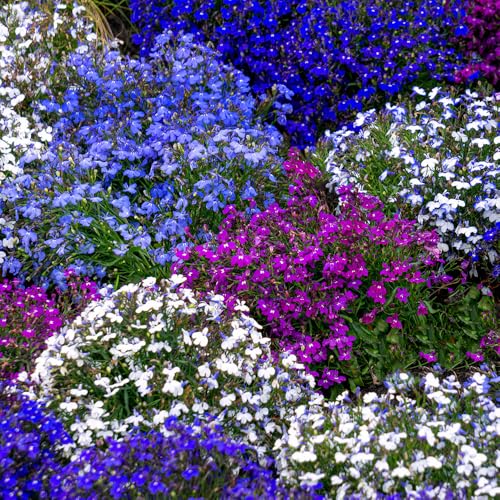 Lobelia Colour Cascade Mixed Seeds RHS Award of Garden Merit Half Hardy Annual Must Have for Containers & Hanging Baskets for Your Beautiful Garden