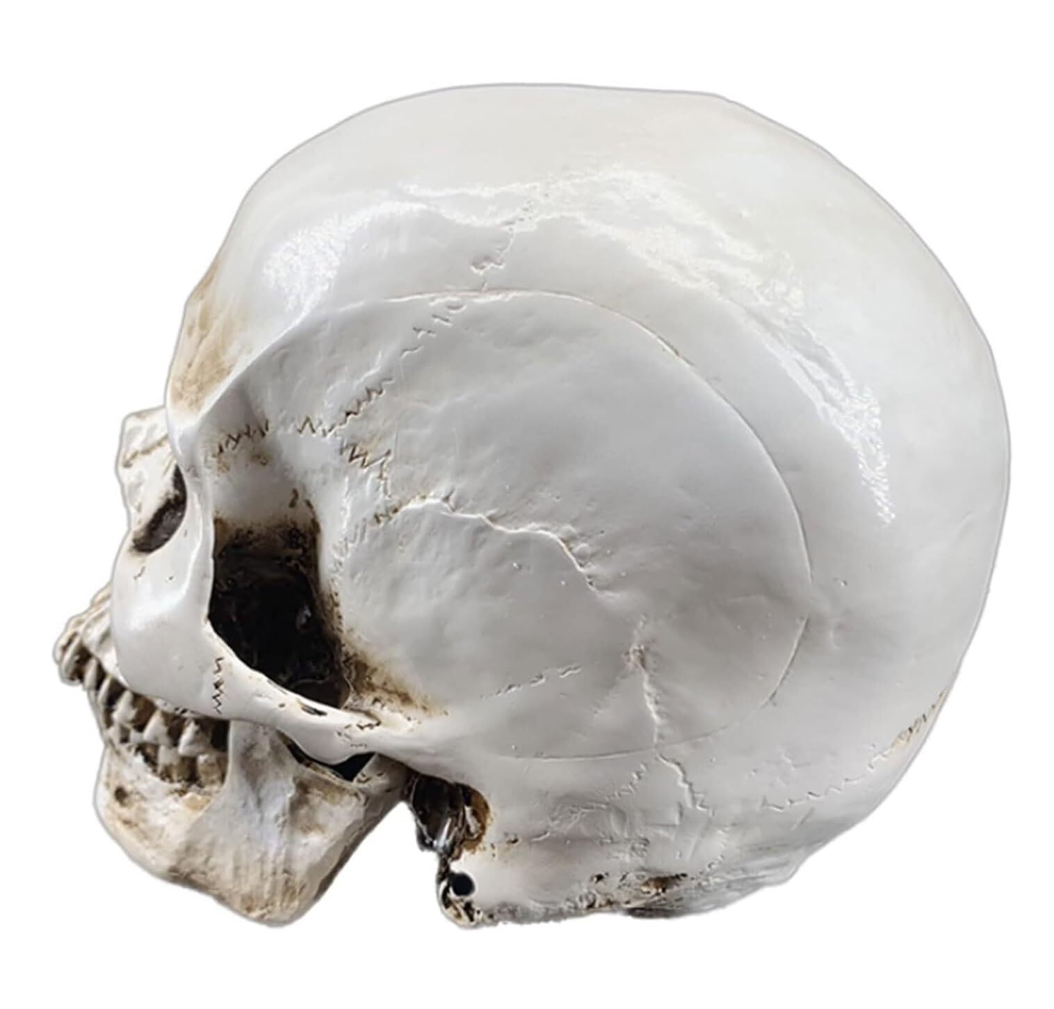 Anatomía De La Educación Modelo De Cráneo Humano Anatómico Médico Tamaño Real Cabeza Hueso Anatomía Alta Precisión Muñeca de Anatomía