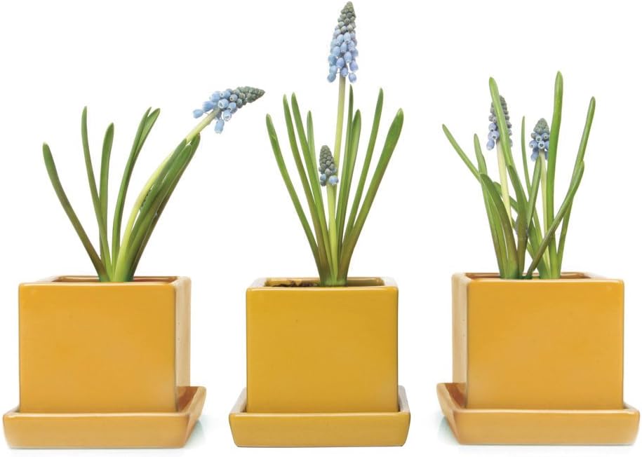 CHIVE - 3 Piece Set Square Succulent Cactus Planter Pot, 3 Inch Ceramic Flower Plant Container, Drainage Hole/Saucer, Mini Pot Indoor/Outdoor Garden (Goldenrod)