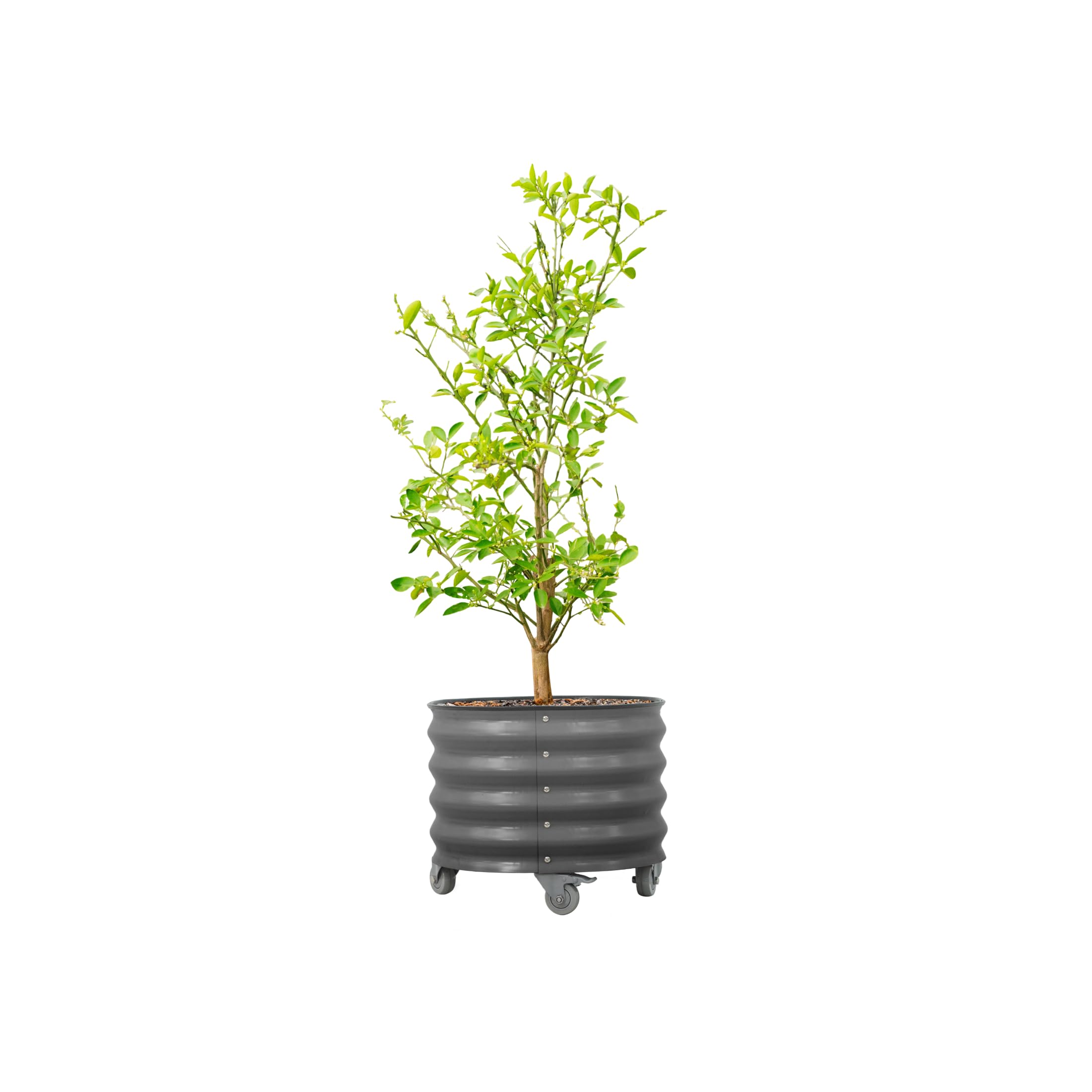 Rolling Metal Citrus Tree Planter Pot, 21″ Round Planter Box for Porch Patio &amp; Backyard, 20 Gallon Large Planter Pot with Wheels for Growing Olive Trees Tomatoes Vegetables and Flowers, Modern Gray