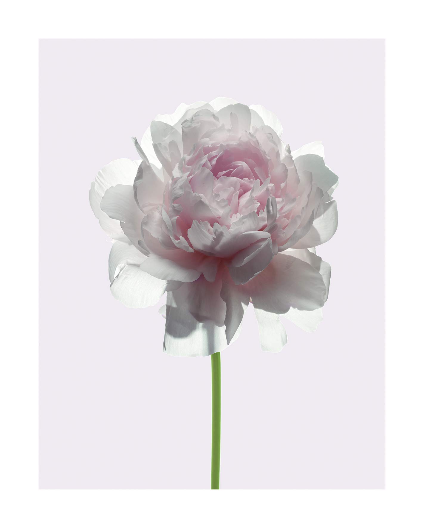 Komar Wall Picture, White, Pink, Green, 50L x 40W cm
