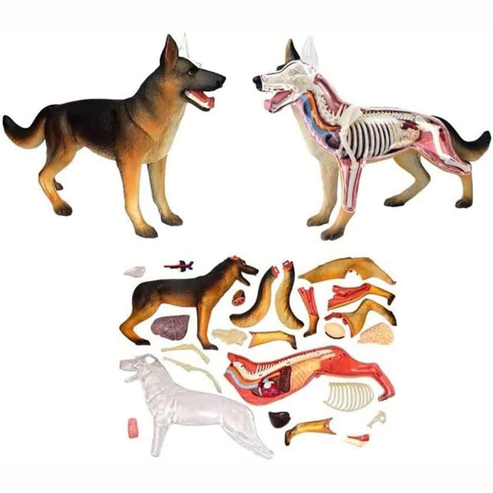 Modèle d'anatomie de Chien, Squelette de Chien, spécimen de Squelette d'animal, biologie détachable, 29 pièces for la démonstration de l'enseignement des Animaux 4D