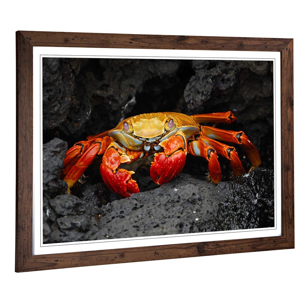Big Box Art Framed Print of Crab 2 Design | Wall Art Picture | Home Decor for Kitchen, Living, Dining Room, Lounge, Bedroom, Hallway, Office, Walnut, A2 / 24.5x18 Inch / 62x45cm