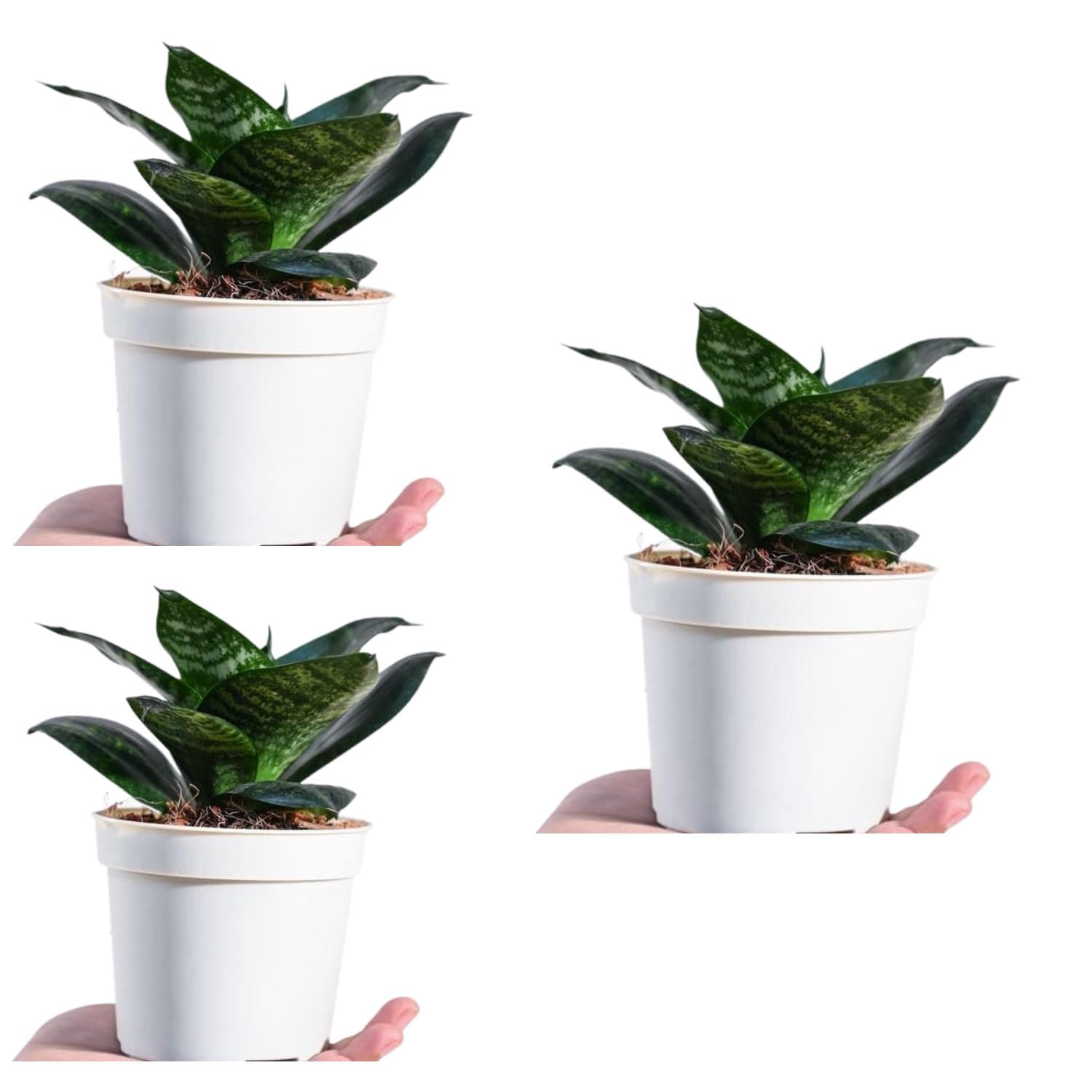 See full amazon price history chart for GOOD HOMES INDIA Snake Plant Pack of 3 | Snake Plant indoor Live Plant | Snake Plant With Pot | Good Luck Snake Plant | indoor Pants Pots | Desi Gardener Snake Plant | Good Luck Snake Plant GOOD HOMES INDIA Snake Plant Pack of 3 | Snake Plant indoor Live Plant | Snake Plant With Pot | Good Luck Snake Plant | indoor Pants Pots | Desi Gardener Snake Plant | Good Luck Snake Plant (B0CJ5BHZSF) Amazon Price History, Amazon Price Tracker