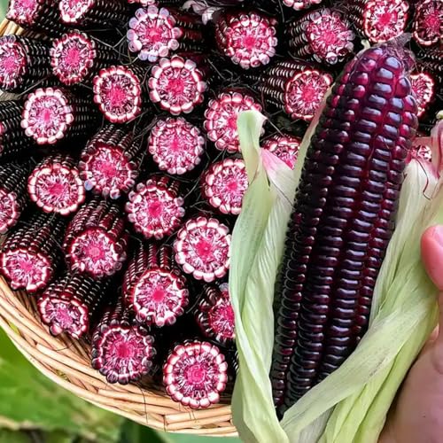 Semillas de maíz, semillas de maíz dulce, semillas de maíz, cultivo de semillas, semillas de plantas jardín decorativo, de rápido crecimiento semillas de hortalizas de invierno, 30pcs