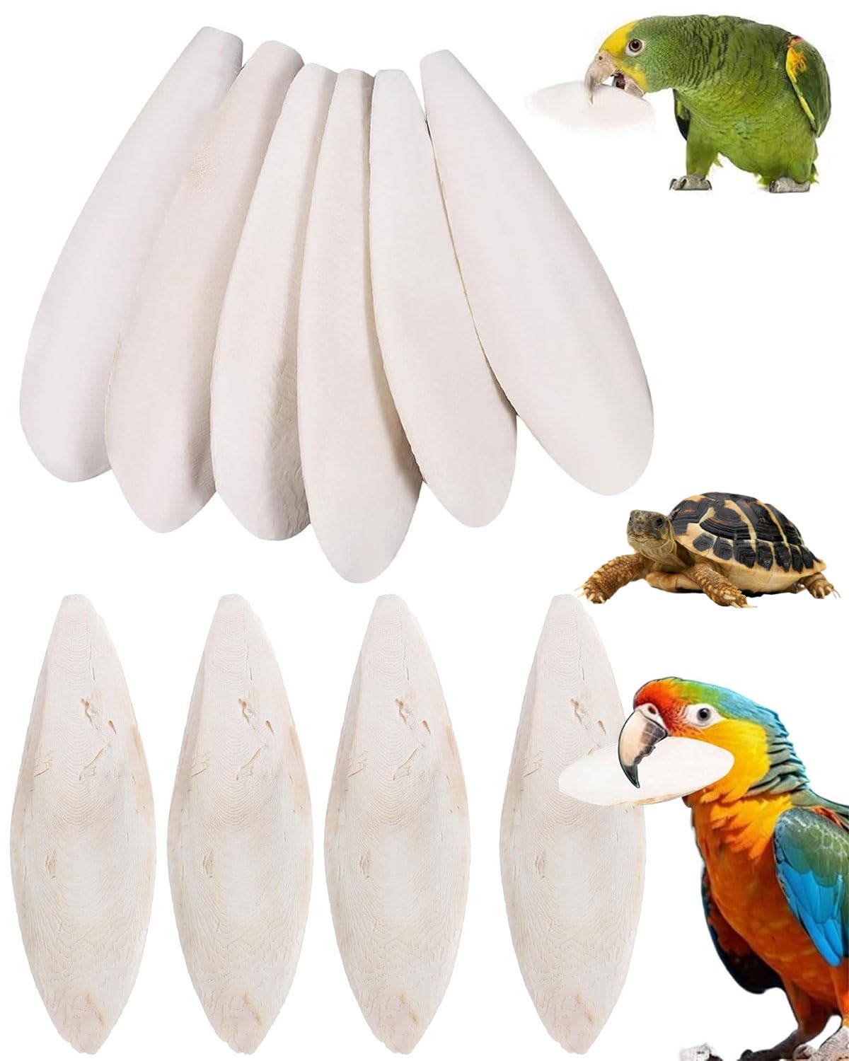 10 pcs os de seiche tortue, 8-10cm, OS de Seiche Tore, Adapté aux Oiseaux, Jouets pour oiseaux, Aux Tortues et aux Reptiles, Peuvent également être Utilisés comme Jouets