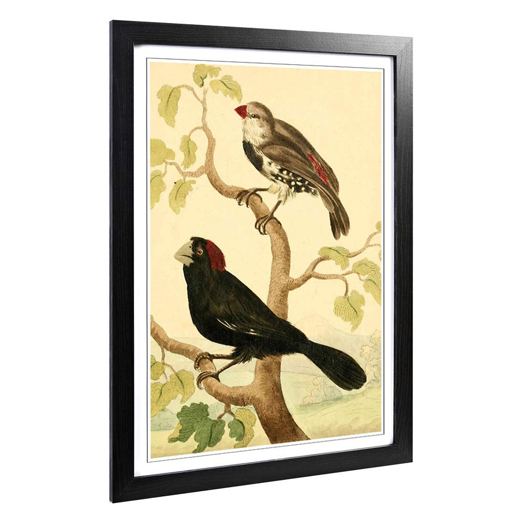 Big Box Art Framed Print of Vintage Charles R Ryley Grosbeaks Design | Wall Art Picture | Home Decor for Kitchen, Living Room, Bedroom, Hallway, Black, A2 / 24.5x18 Inch / 62x45cm