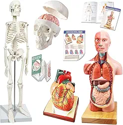 NEW HORIZON 2024 Novo Design de Modelo de Esqueleto Humano, Modelo de Crânio, Modelos de Coração-Melhor Conjunto de Modelos de Anatomia Conjunto de 3 Ferramentas de Estudo de Modelo 3D Prático para Es