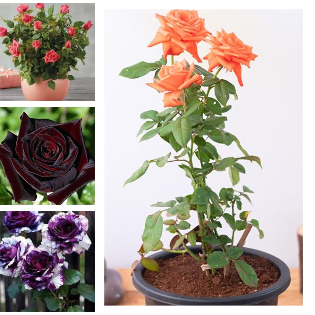 Original & Authentic Rose Plant Collection -Combo Pack Set of 4