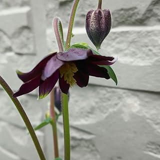 花の種 宿根草 オダマキ種 50粒以上 ブラック