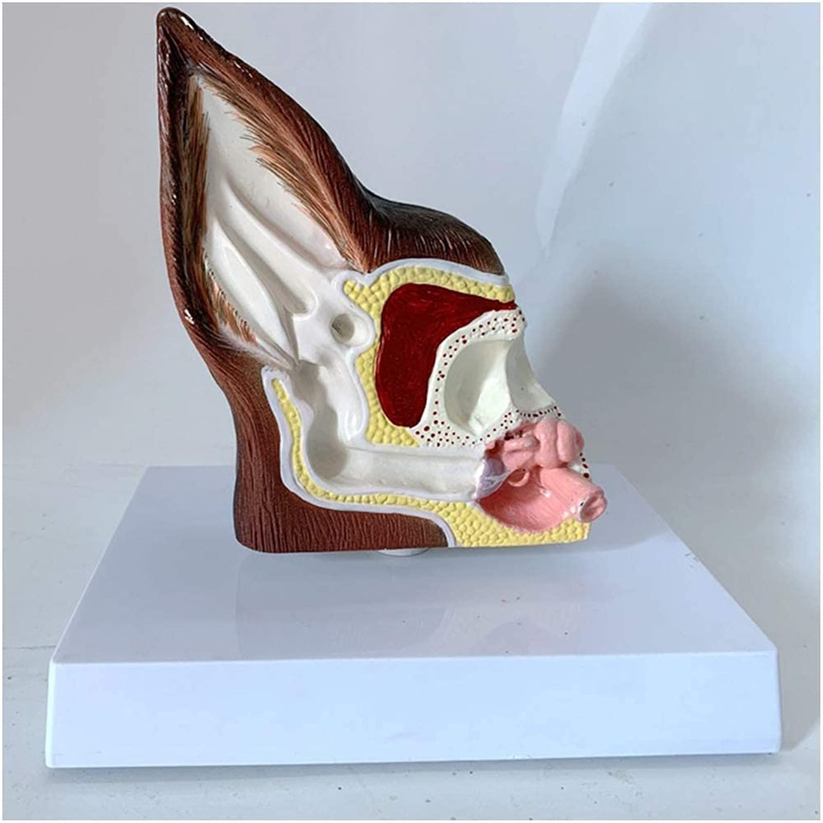 Model szkieletu, anatomiczny model ucha psa, model ucha psa, model medycznego ucha psa, model do nauki, nauczania, model medyczny do demonstracji medycznej