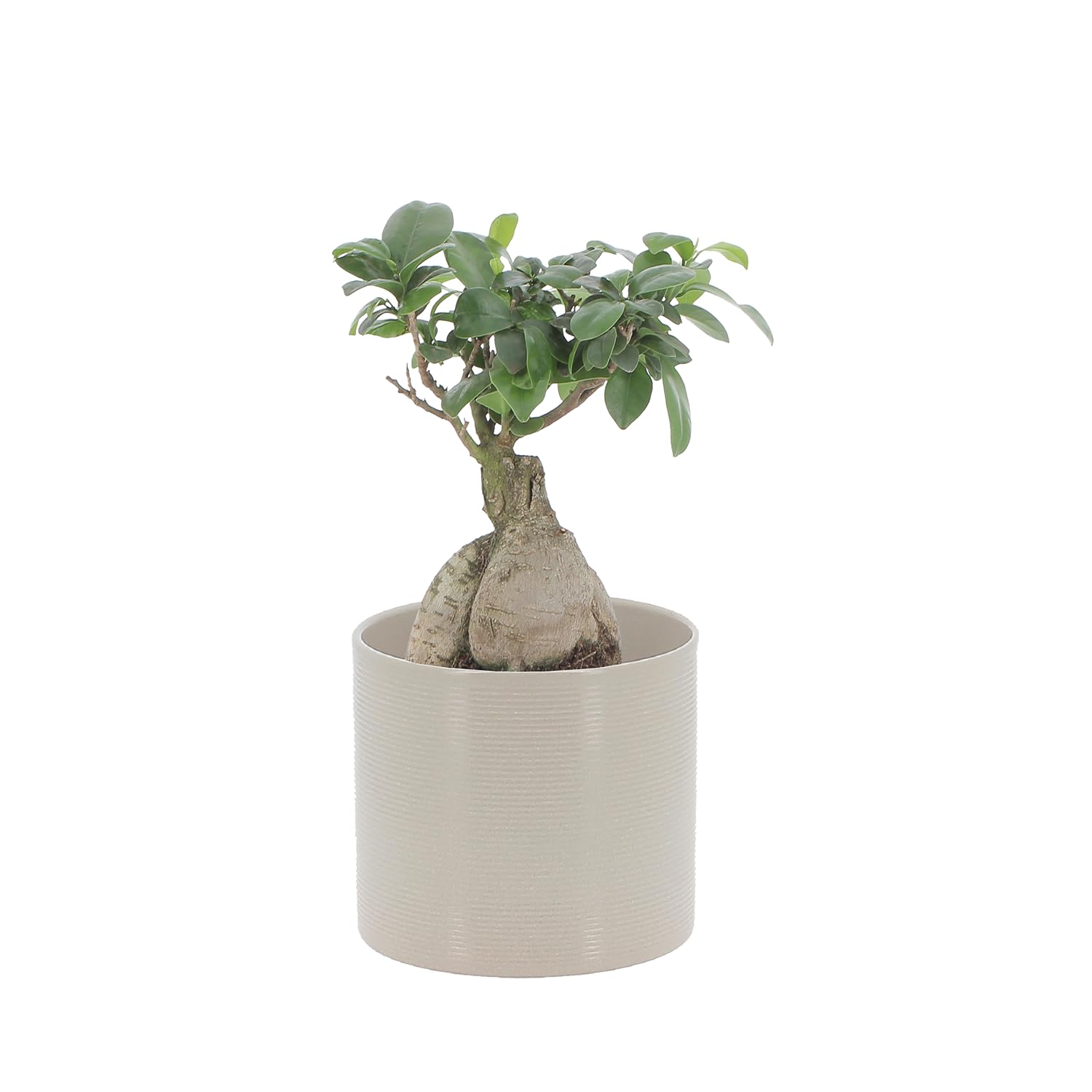 KENTIS - Bonsaï Ficus Ginseng/Retusa - Vraies Plantes d'Intérieur - Vrai bonsaï - Pot de Ø 12 cm