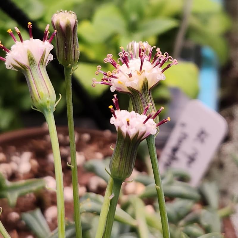 Miniatura 3 de Cadena de delfines en maceta de 4 pulgadas, cadena de delfines para el hogar, oficina, plantas suculentas vivas en maceta