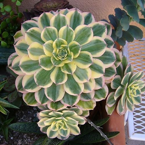 Miniatura 3 de Aeonium Plant Live, Rarre Aeonium Suculents - Planta de interior en maceta de 4 pulgadas, suculentas para decoración del hogar y la oficina (rayas)