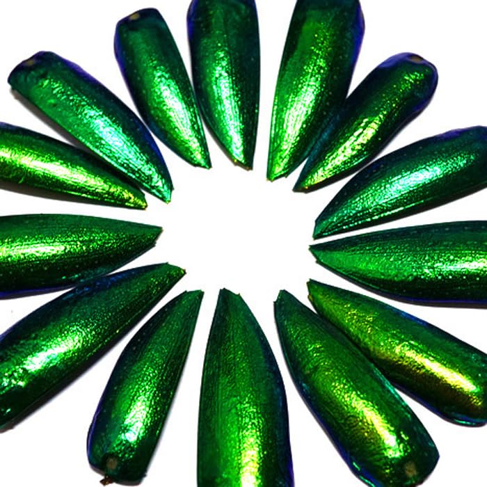 Amazon｜タイ産 ミドリフトタマムシ 羽 20枚｜包装用品