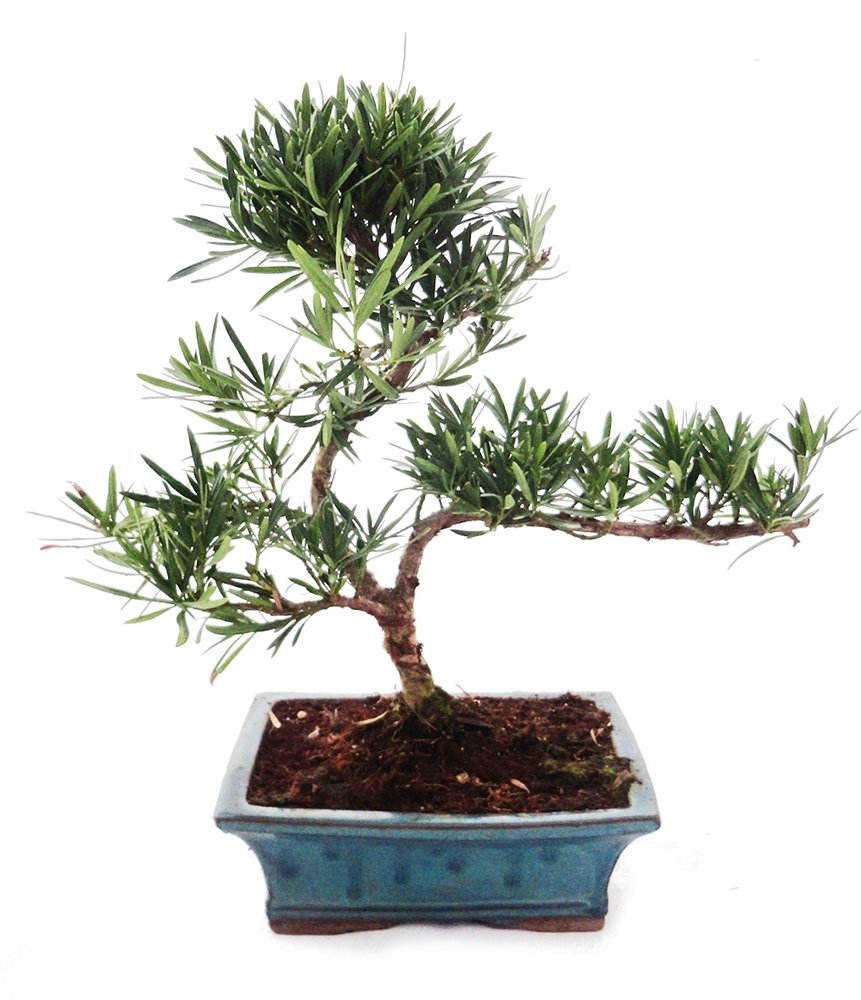 Outdoor Bonsai Podocarpus Kleinblättrige Steineibe 20cm Schale