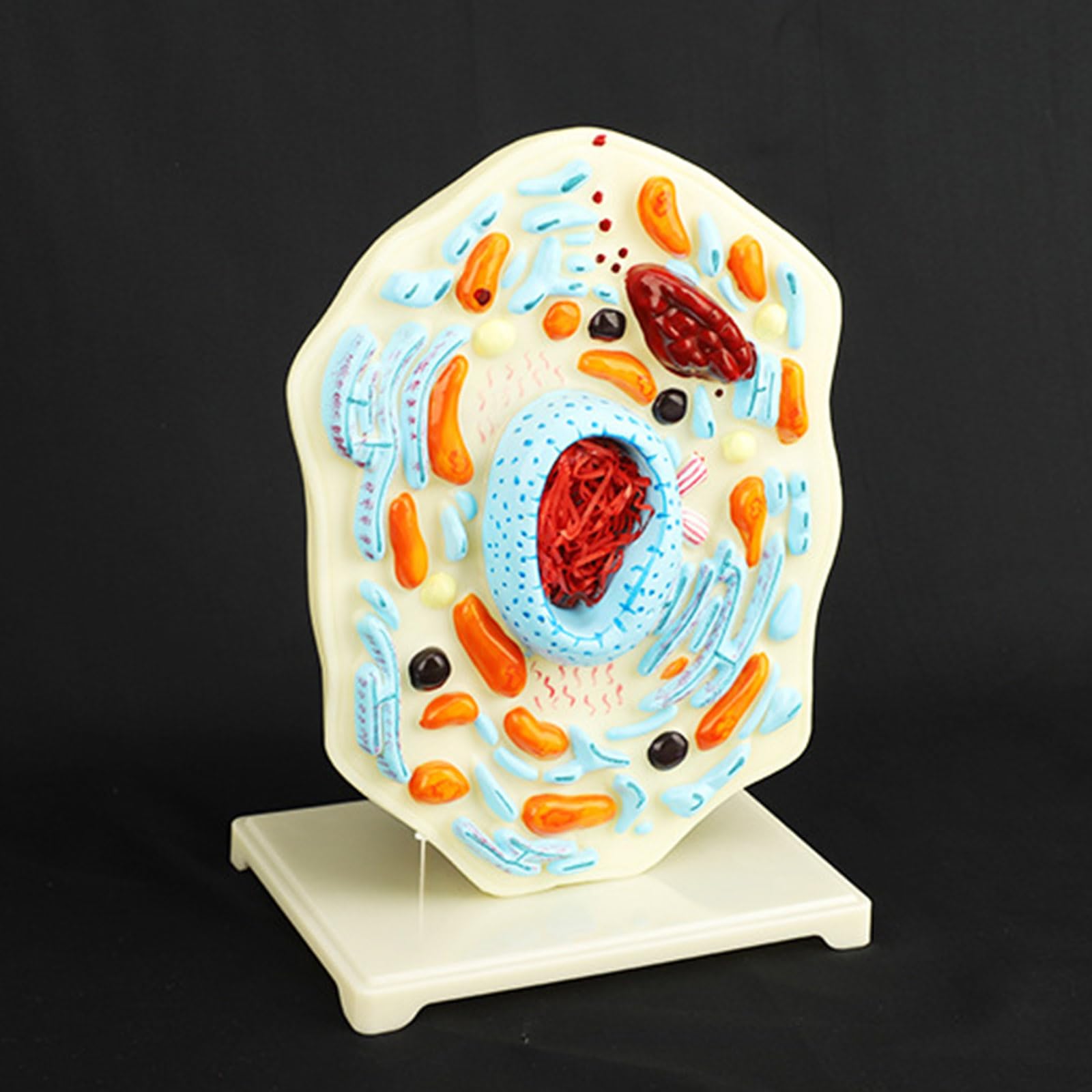 Modello portatile di anatomia cellulare modello di cellule animali Mitocondri Centrioles Strumento didattico di biologia per dimostrazione Strumento didattico di biologia
