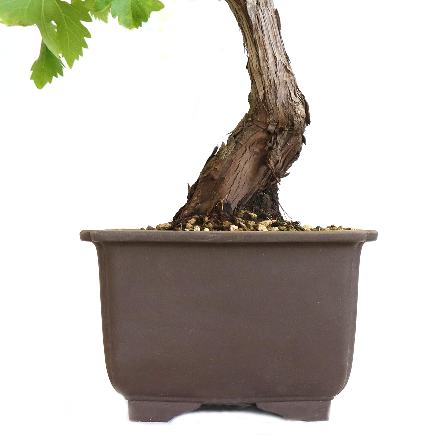 KENTIS - Bonsai di Vite - Vitis Vinifera Piante Vere fa Frutto da Esterno Ornamentali - Giardino Balcone Terrazzo - H 40/50 cm Vaso in Ceramica 22 cm