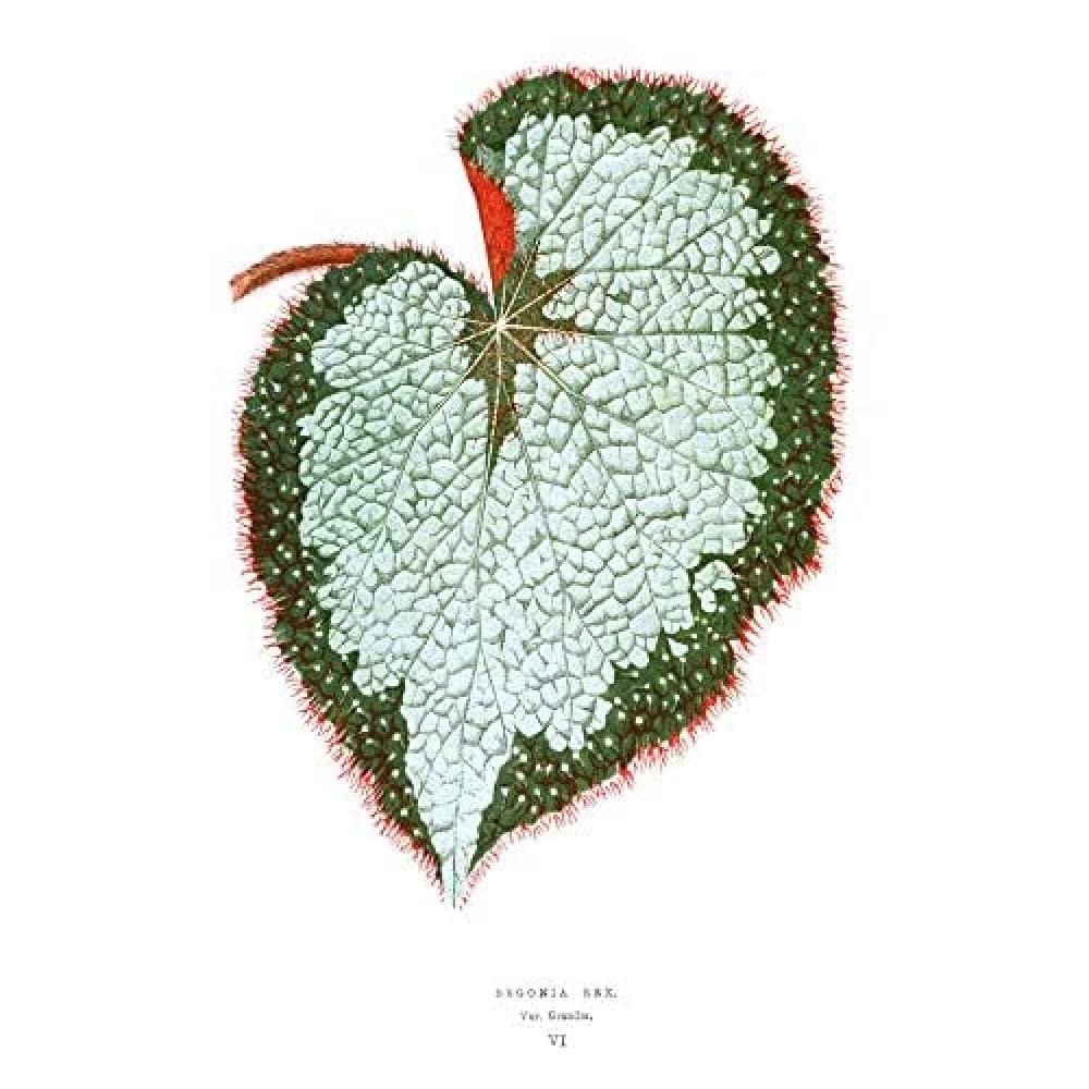 Wee Blue Coo Leaf Begonia Rex Var Grandis Unframed Art Print Poster Wall Decor 12x16 inch