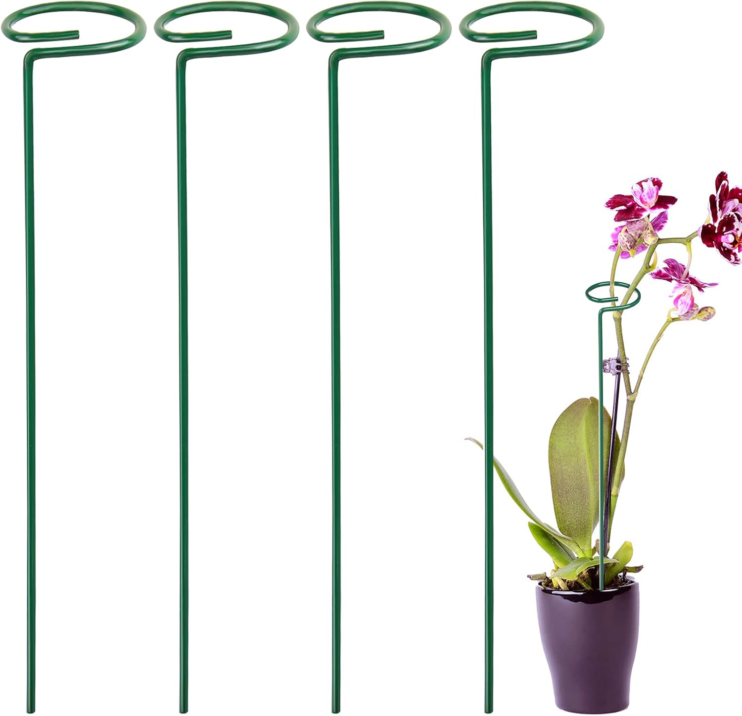 Do Irises Grow In Shade? A Deeper Study Gardening Dream