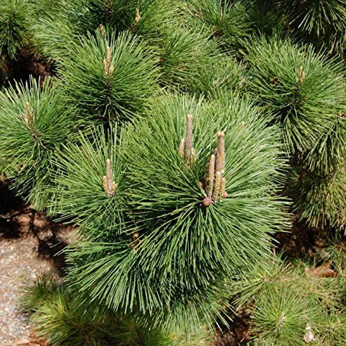 10 JAPANESE BLACK PINE TREE Evergreen Pinus Thunbergii Seeds