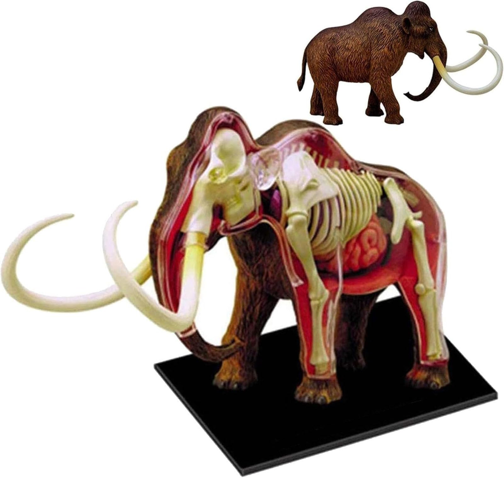 4D Visualización del Modelo Anatómico del Mamut Peludo, 30 Partes De Biología Desmontable, para La Enseñanza En La Escuela De Formación Veterinaria De La Clínica Veterinaria