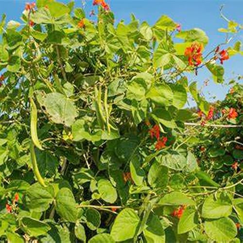 Miniatura 7 de QAUZUY GARDEN 100 semillas de frijol corredor, frijol escarlata, frijol a presión, frijol multiflora, haba mantequilla, semillas Phaseolus