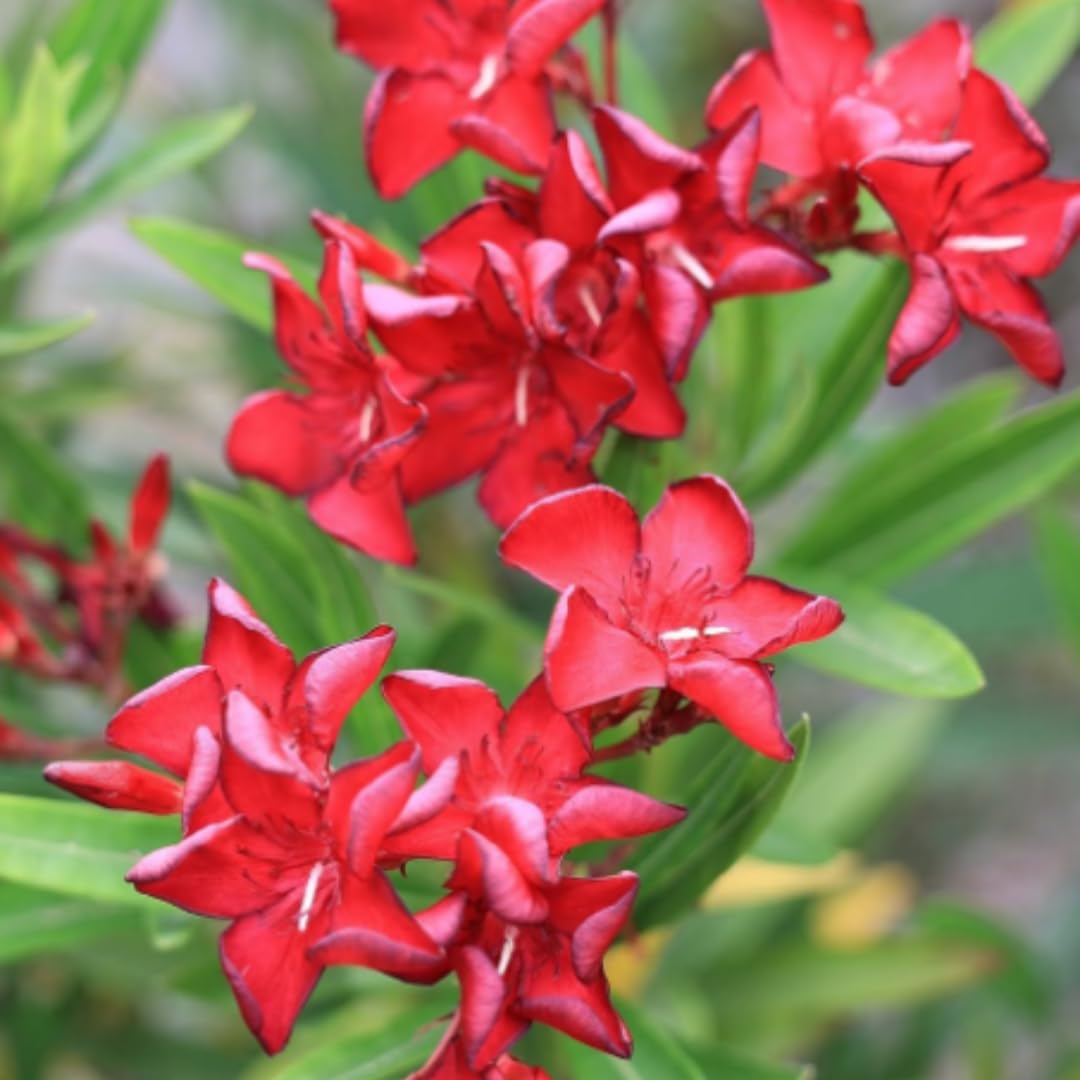 2 Pink Oleander Plants Live, 3 Inc and 5 Inc Tall, Fragrant Flower Live Plant, Live Oleander Plant, Oleander Live Plant Indoor, Ready to Plant