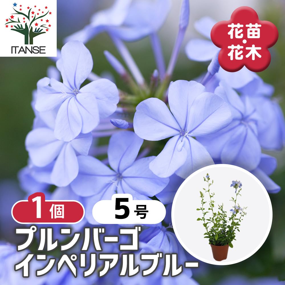 Amazon.co.jp: プルンバーゴ (ルリマツリ) インペリアルブルー 5号 1個