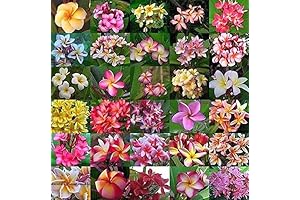 Plumeria Rubra Seeds of Mixed Colors