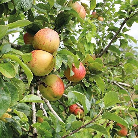 Bramley Apple Maiden Fruit Tree by Thompson and Morgan Cover