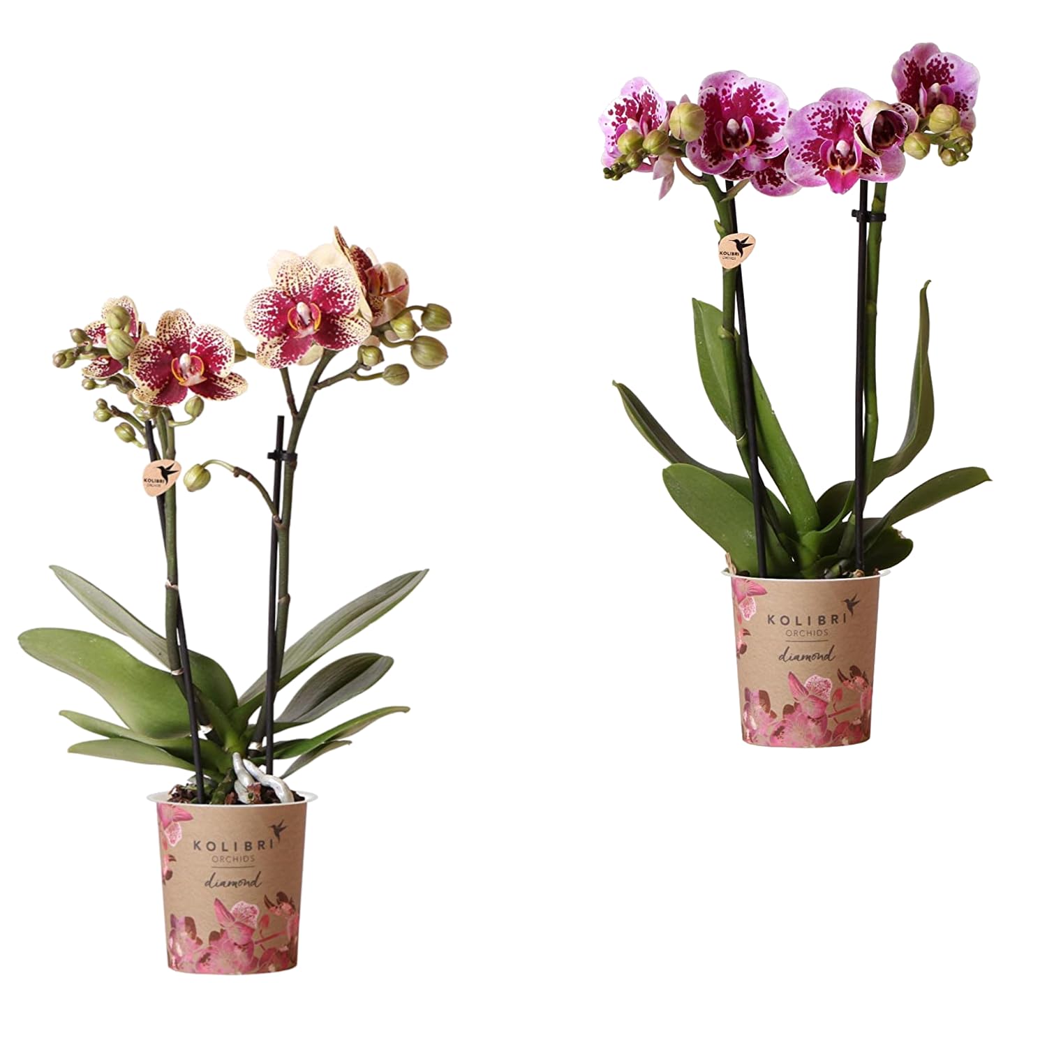 Pack de Dos Orquídeas Naturales Plantas de Interior - Phalaenopsis