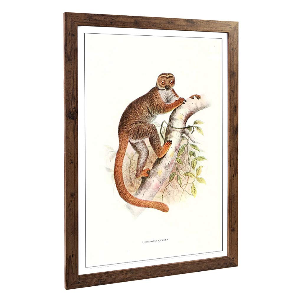 Big Box Art Framed Print of Vintage Joseph Wolf Woolly Lemur Design | Wall Art Picture | Home Decor for Kitchen, Living Room, Bedroom, Hallway, Walnut, A2 / 24.5x18 Inch / 62x45cm